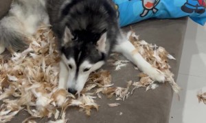 No One Knows Who Destroyed the Couch