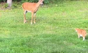 Cat Makes a Deer Friend