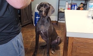 Great Dane Makes Great Catch With Her Head