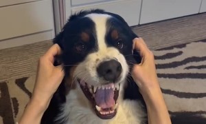 Dog Makes Funny Faces When His Cheeks Get Rubbed