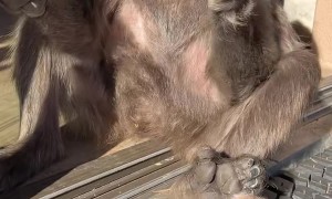 Baboon Likes to Hold Her Meerkat Friend