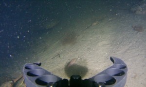 Horseshoe Crab Has No Manners