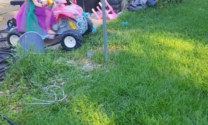 Chicken Rides On Four-Wheeler