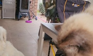 Chatty Cat Bops Quiet Dog