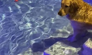 Dog Dives to Fetch Ball Out of Pool