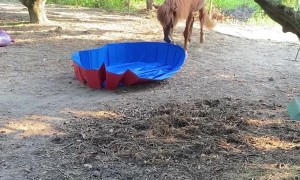 Horse Plays With Pool