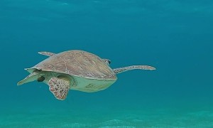 Turtle Teaches Tourists About Nature