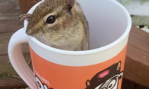 Chipmunk Cheeks Fill With Sunflower Seeds
