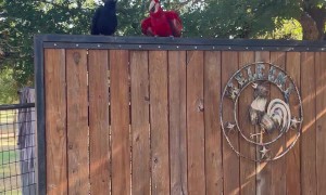 Juvenile Crows Hang Out With Scarlet Macaw