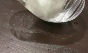 Bird Takes a Bath in a Glass