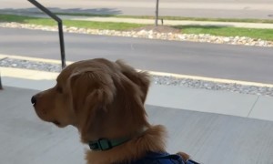 Golden Retriever Meets His Enemy at the Vet