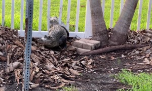 Alligator Squeezes Through Cocoa Beach Fence