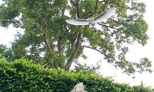 Wild Owl Swoops Down For Treat