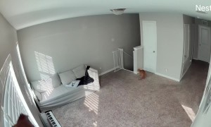 Cat Scares Man on the Stairs