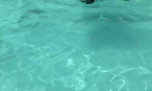 Dog Wears Her Floaties In The Pool