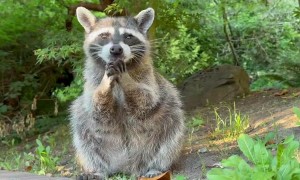 Raccoon Mom Has A Snack