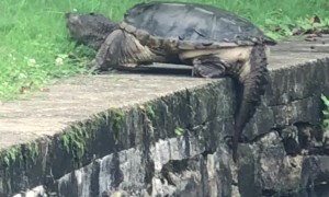 Snapping Turtle Climbs Out Of Pond