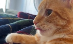 Orange Cat Sticks His Tongue Out