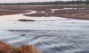 Hippo Mom and Calf Race Through Water