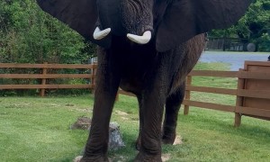 Beautiful Ride from Beautiful the Elephant