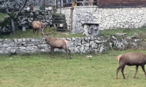 Locking Horns at Lunchtime