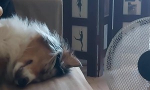 Australian Shepherd Cools Off Next to Fan