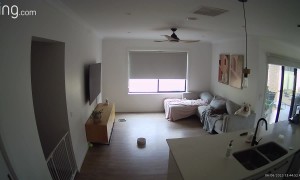 Bulldog Waits Like A Man