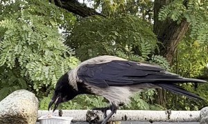 Male Crow Feeds Hungry Fledglings
