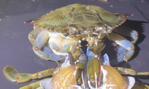 Crab Molts From Its Shell