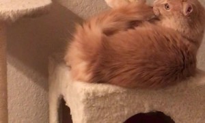 Cat's Singular Brain Cell Battles His Tail
