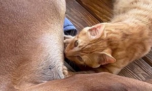 Kitty Cuddles With Doggy Friend