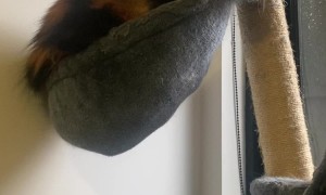 Olli the Cat Loves Chicken