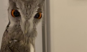 Owl Stare Down