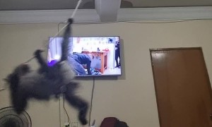 Pet Monkey Swings Around Room