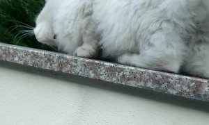 When The Scritches Are Good