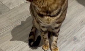 George's Biggest Yawn