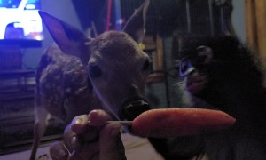 Deer and Monkey Share a Popsicle