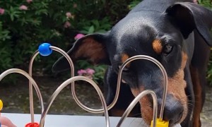 Pinscher Demonstrates Fine Motor Skills By Playing With a Children's Toy