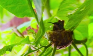 A Tiny Hummingbird Nest