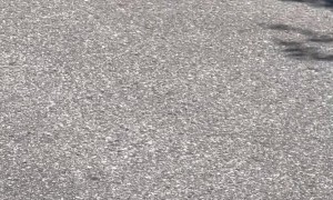 Bear Enjoys Someone Else's Porch