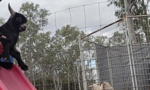 Goats Have Some Playset Fun