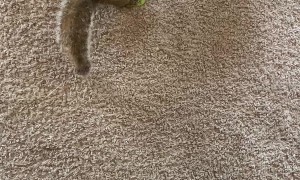 Rehabilitated Squirrel Wrestling Match