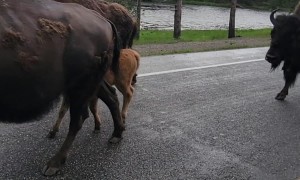 Yellowstone Bison Given Police Escort