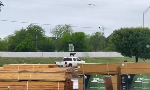 Dog Takes a Ride on Top of Pickup