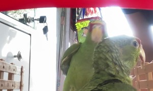 Birds Ride In The Back