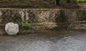 Dog Shows Off Amazing Command Skills