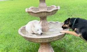 Husky Plays In The Fountain