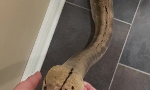 Reticulated Python Noodle