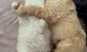 Doodle Puppy Sleepily Cuddling Kitten