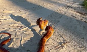 Corn Snake from Northern Florida